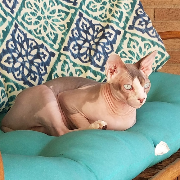 Meet your Posher, Sally - Picture 12 of 14